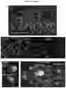 Fig. 33 - INDUCED STEM CELLS