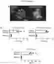 Fig. 34 - INDUCED STEM CELLS