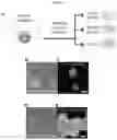 Fig. 40 - INDUCED STEM CELLS