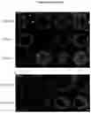 Fig. 42 - INDUCED STEM CELLS