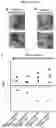 Fig. 45 - INDUCED STEM CELLS
