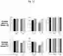 Fig. 14 - Nonviral Modification of T Cell Gene Expression