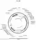 Fig. 25 - Nonviral Modification of T Cell Gene Expression