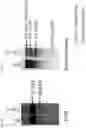 Fig. 210 - MODIFIED T CELLS AND METHODS OF MAKING AND USING THE SAME