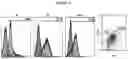 Fig. 04 - Method of generating hemangioblasts