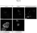 Fig. 10 - Method of generating hemangioblasts