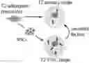 Fig. 01 - Methods, compositions, and kits for producing beige adipocytes and treating metabolic disorders