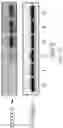 Fig. 03 - Methods, compositions, and kits for producing beige adipocytes and treating metabolic disorders