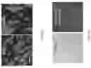 Fig. 07 - Methods, compositions, and kits for producing beige adipocytes and treating metabolic disorders