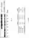 Fig. 19 - Methods, compositions, and kits for producing beige adipocytes and treating metabolic disorders