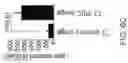 Fig. 26 - Methods, compositions, and kits for producing beige adipocytes and treating metabolic disorders