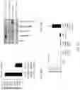 Fig. 34 - Methods, compositions, and kits for producing beige adipocytes and treating metabolic disorders