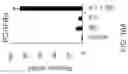 Fig. 43 - Methods, compositions, and kits for producing beige adipocytes and treating metabolic disorders