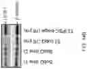 Fig. 49 - Methods, compositions, and kits for producing beige adipocytes and treating metabolic disorders