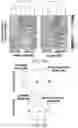 Fig. 11 - MYOCARDIAL ORGANOIDS AND METHODS OF MAKING AND USES THEREOF