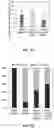 Fig. 12 - MYOCARDIAL ORGANOIDS AND METHODS OF MAKING AND USES THEREOF