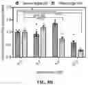 Fig. 21 - MYOCARDIAL ORGANOIDS AND METHODS OF MAKING AND USES THEREOF