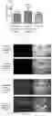 Fig. 05 - THREE-DIMENSIONAL CULTURE METHOD FOR LARGE-SCALE PREPARATION OF STEM CELLS