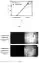 Fig. 06 - THREE-DIMENSIONAL CULTURE METHOD FOR LARGE-SCALE PREPARATION OF STEM CELLS