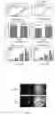 Fig. 08 - THREE-DIMENSIONAL CULTURE METHOD FOR LARGE-SCALE PREPARATION OF STEM CELLS