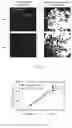 Fig. 10 - THREE-DIMENSIONAL CULTURE METHOD FOR LARGE-SCALE PREPARATION OF STEM CELLS