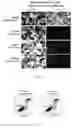 Fig. 13 - THREE-DIMENSIONAL CULTURE METHOD FOR LARGE-SCALE PREPARATION OF STEM CELLS