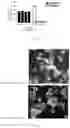 Fig. 14 - THREE-DIMENSIONAL CULTURE METHOD FOR LARGE-SCALE PREPARATION OF STEM CELLS