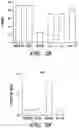 Fig. 04 - Mammalian somatic cell with modified RNA encoding reprogramming factors