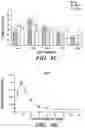 Fig. 14 - Mammalian somatic cell with modified RNA encoding reprogramming factors