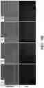 Fig. 24 - Mammalian somatic cell with modified RNA encoding reprogramming factors