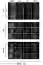 Fig. 25 - Mammalian somatic cell with modified RNA encoding reprogramming factors