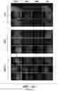 Fig. 26 - Mammalian somatic cell with modified RNA encoding reprogramming factors