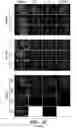 Fig. 27 - Mammalian somatic cell with modified RNA encoding reprogramming factors