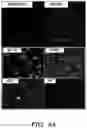 Fig. 29 - Mammalian somatic cell with modified RNA encoding reprogramming factors