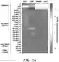 Fig. 31 - Mammalian somatic cell with modified RNA encoding reprogramming factors