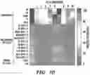 Fig. 32 - Mammalian somatic cell with modified RNA encoding reprogramming factors