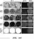 Fig. 42 - Mammalian somatic cell with modified RNA encoding reprogramming factors