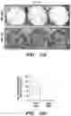 Fig. 44 - Mammalian somatic cell with modified RNA encoding reprogramming factors