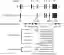 Fig. 01 - GM3 SYNTHASE VECTORS AND USES THEREOF