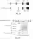 Fig. 02 - GM3 SYNTHASE VECTORS AND USES THEREOF