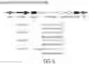 Fig. 10 - GM3 SYNTHASE VECTORS AND USES THEREOF