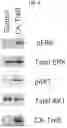 Fig. 04 - NUCLEIC ACID CONSTRUCT ENCODING Trk FRAGMENT AND USE THEREOF