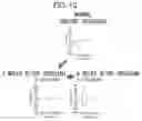 Fig. 09 - NUCLEIC ACID CONSTRUCT ENCODING Trk FRAGMENT AND USE THEREOF