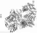 Fig. 06 - Modulating human Cas9-specific host immune response