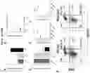 Fig. 14 - Modulating human Cas9-specific host immune response