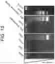 Fig. 16 - Engineering of DNASE enzymes for manufacturing and therapy