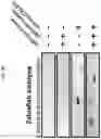 Fig. 12 - MITOCHONDRIAL GENOME EDITING METHODS