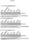 Fig. 19 - MITOCHONDRIAL GENOME EDITING METHODS