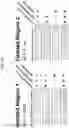 Fig. 23 - MITOCHONDRIAL GENOME EDITING METHODS