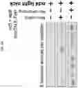 Fig. 28 - MITOCHONDRIAL GENOME EDITING METHODS
